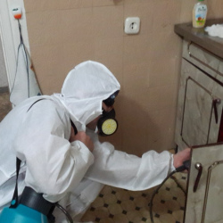 Дезинфекция от муравьев в квартире в Молжаниновском районе Москвы